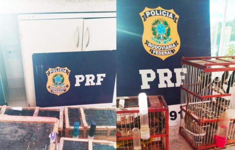 PRF resgatou quase 500 pássaros em condições precárias em Vitória da Conquista