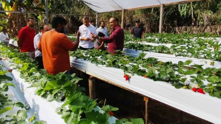 Produção de morangos Chapada
