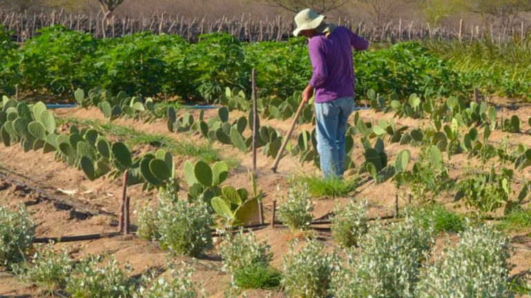 Reforma agrária assentamento Incra