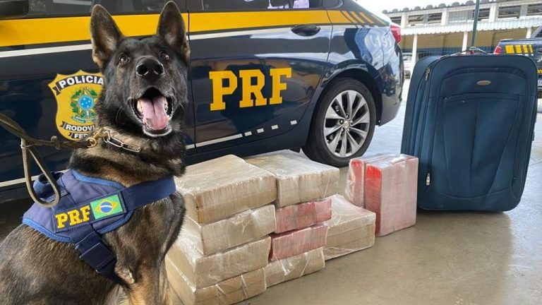 Cão farejador da PRF localizou 89 quilos de maconha em bagagem de ônibus em Vitória da Conquista
