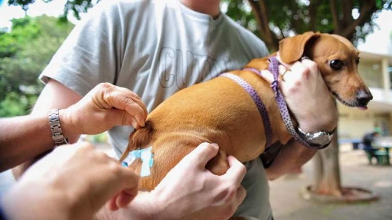 Vitória da Conquista terá vacinação antirrábica para cães e gatos neste sábado