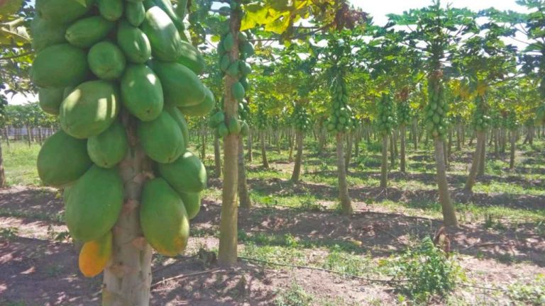 Vagas de emprego topp fruit