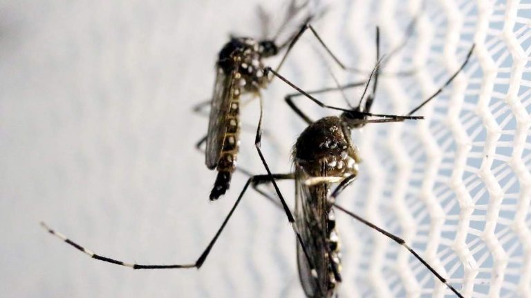 Brasil tem aumento de notificações de zika vírus
