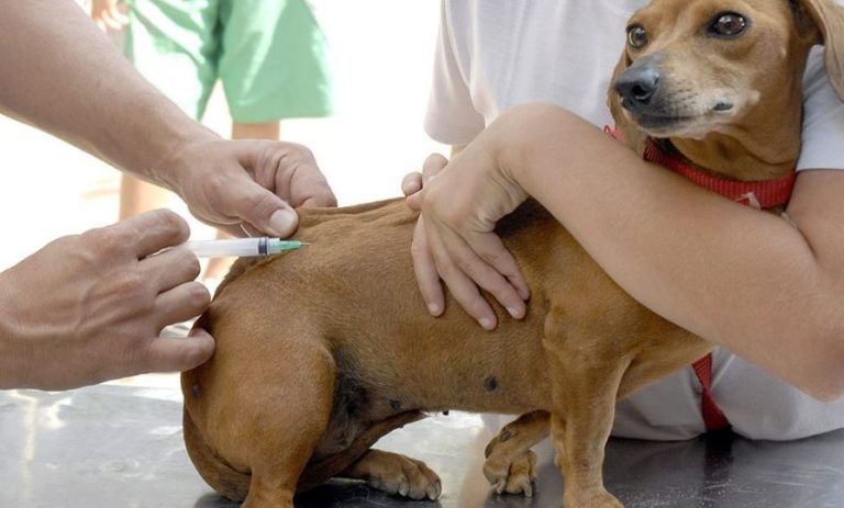 Guanambi divulga cronograma de vacinação antirrábica