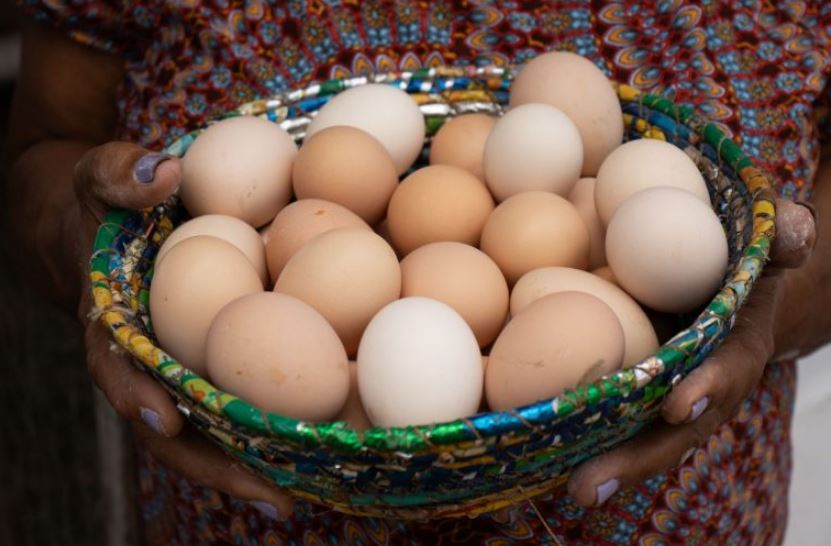Bahia bate recorde de produção de ovos