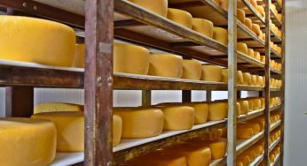Sebrae e do IF Baiano inscrevem para cursos gratuitos de produção e maturação de queijos em Guanambi
