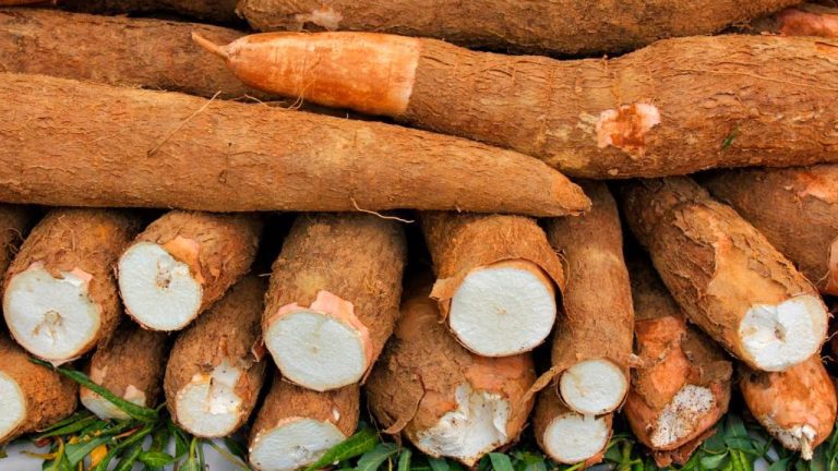 1ª Feira da Mandioca do Sudoeste da Bahia será realizada em Vitória da Conquista no próximo sábado