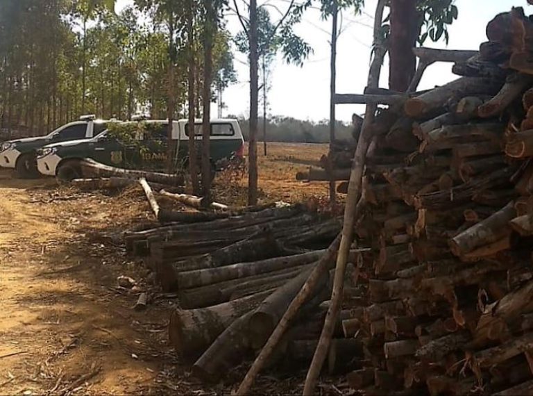 Operação Mata Atlântica em Pé foi lançada na Bahia e mais 16 estados