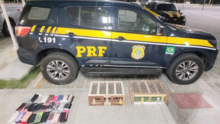 PRF resgatou aves silvestres em Paulo Afonso e Vitória da Conquista