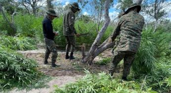 Polícia erradicou 60 mil pés de maconha na Bahia