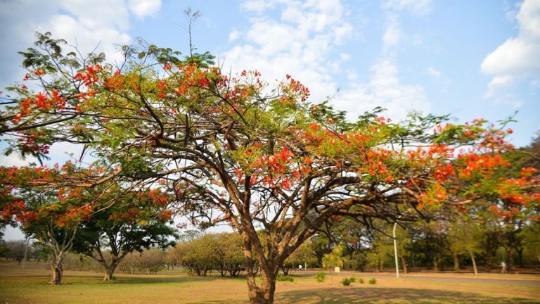 Primavera tem início neste domingo