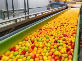 Processamento de Frutas - agroindustria