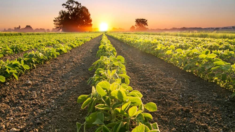 Ministério da Agricultura alterou calendário de semeadura da soja na Bahia e mais quatro estados