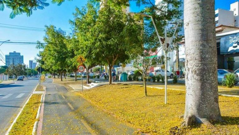 Com o início da primavera, árvores centenárias recebem cuidados em Vitória da Conquista