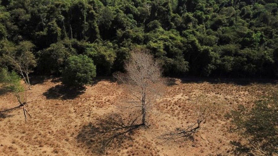 Brasil perdeu cerca de 15% das florestas naturais em quase 40 anos