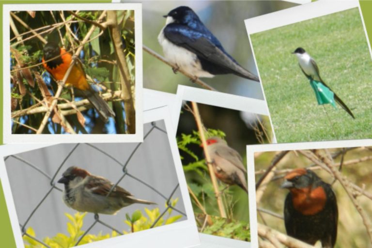 espécies de aves aréa urbana de vitória da conquista