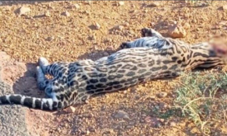 Jaguatirica foi encontrada morta em rodovia entre Ituaçu e Tanhaçu