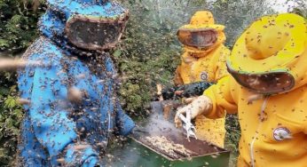 Programa de incentivo à produção de mel alcança 2,3 mil produtores em 256 municípios