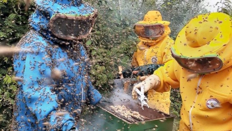 Programa de incentivo à produção de mel alcança 2,3 mil produtores em 256 municípios