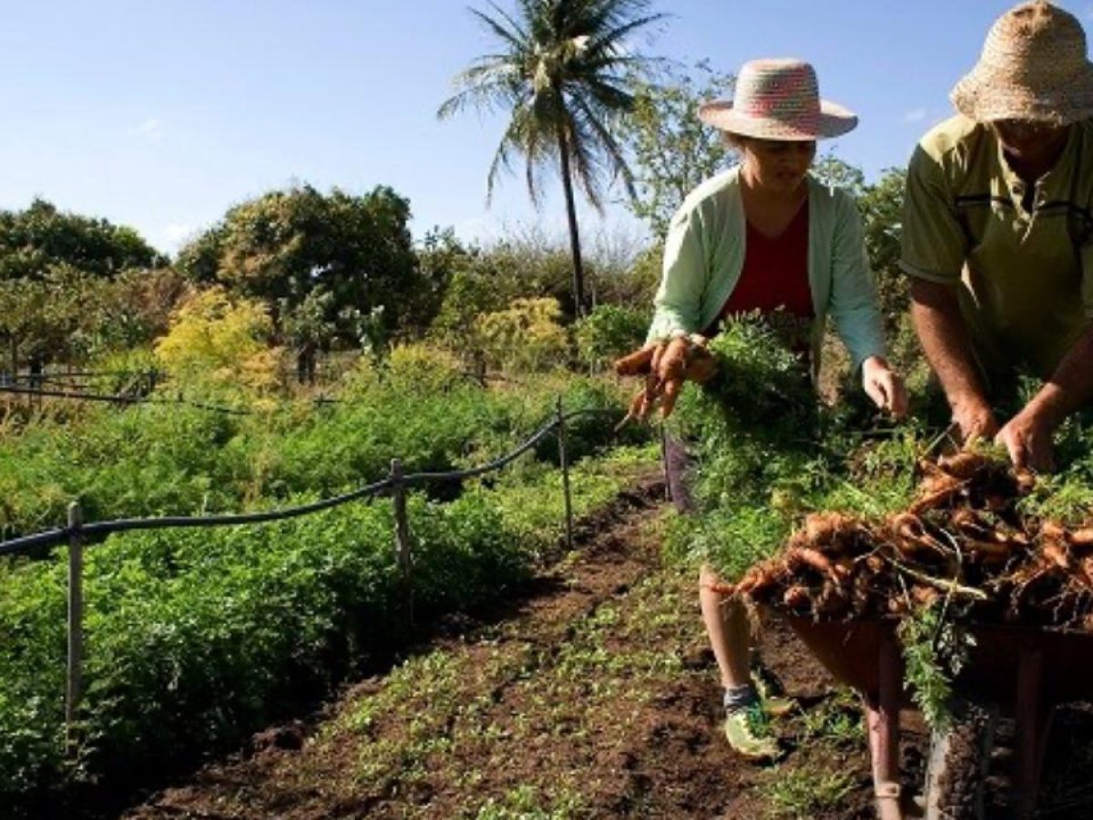 IFBA Jequié está com Chamada Pública aberta para compra da Agricultura  Familiar – Jequié Repórter