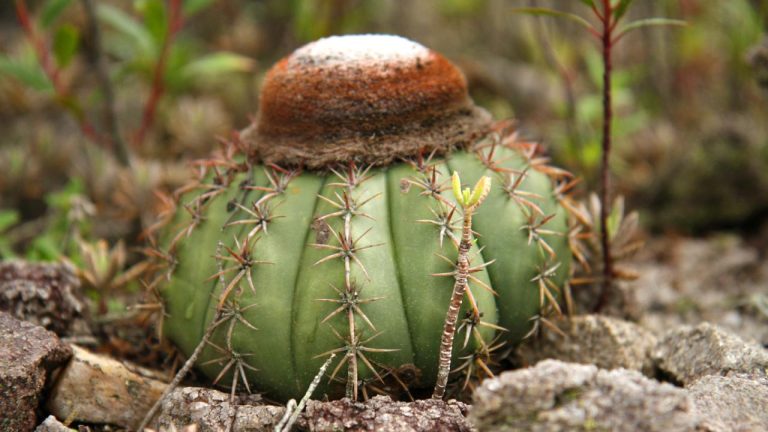 flora serra do periperi
