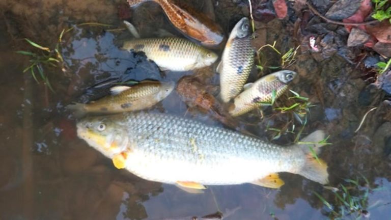 mortandade de peixas rio sao francisco