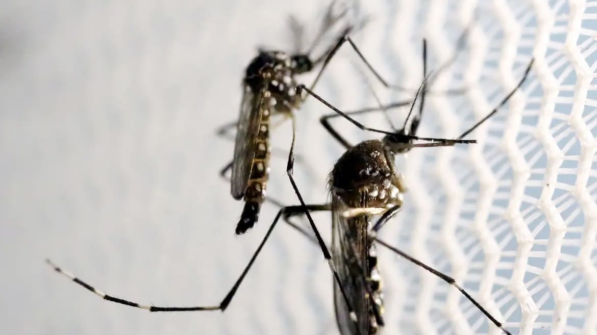 Testes pré-clínicos de vacina contra a Zika serão iniciados em 2024 pelo Butatan