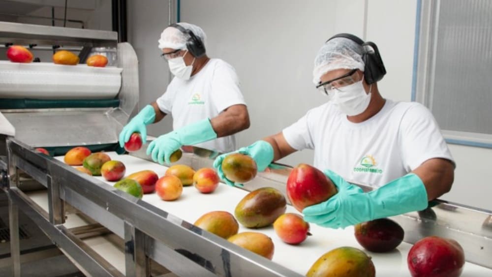 Valor exportado em frutas no mês de novembro superou R$ 1 bilhão na Bahia