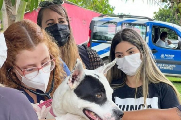 Feira de adoção de animais acontece nesta sexta em Salvador