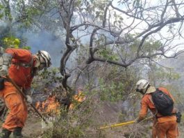 Incendios florestais na Bahia