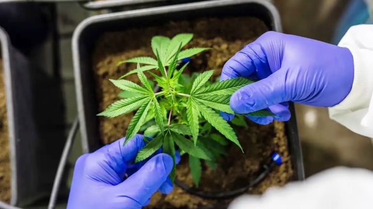 Justiça autorizou farmácia a manipular produtos de cannabis no Brasil