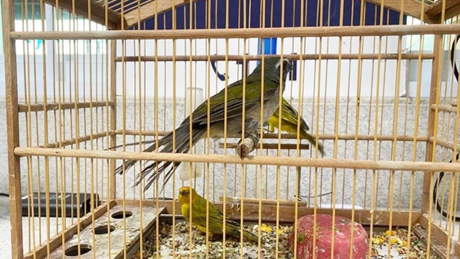 PRF resgatou aves silvestres em Vitória da Conquista