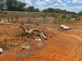 animais mortos seca nordeste