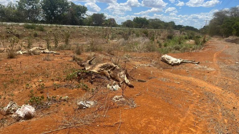 animais mortos seca nordeste