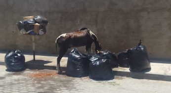 SMTran recolheu animais em situação de maus-tratos encontrados soltos em Guanambi