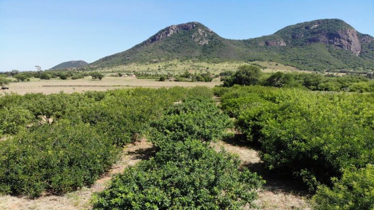 mestrado produçao vegetal guanambi