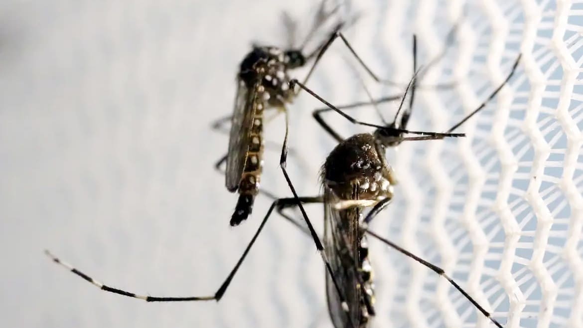 Número de casos de dengue aumentam com El Niño e altas temperaturas