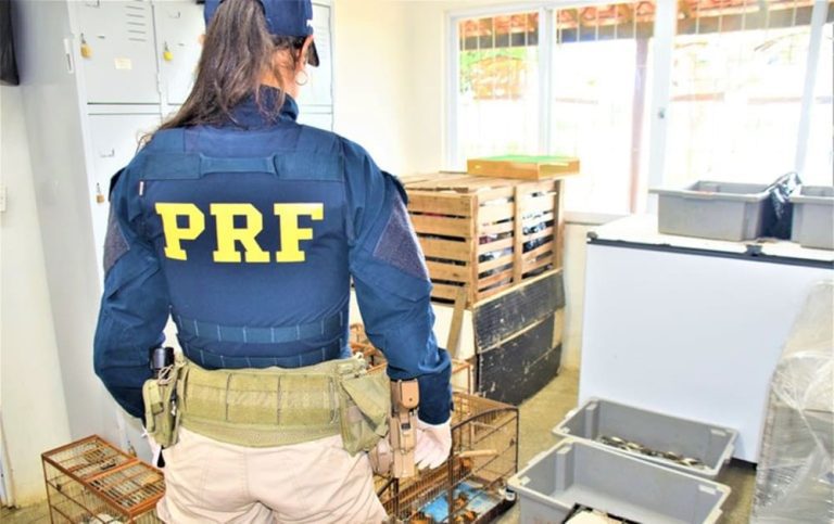 Homem foi flagrado com cerca de dois mil pássaros e jabutis em rodovia na Bahia