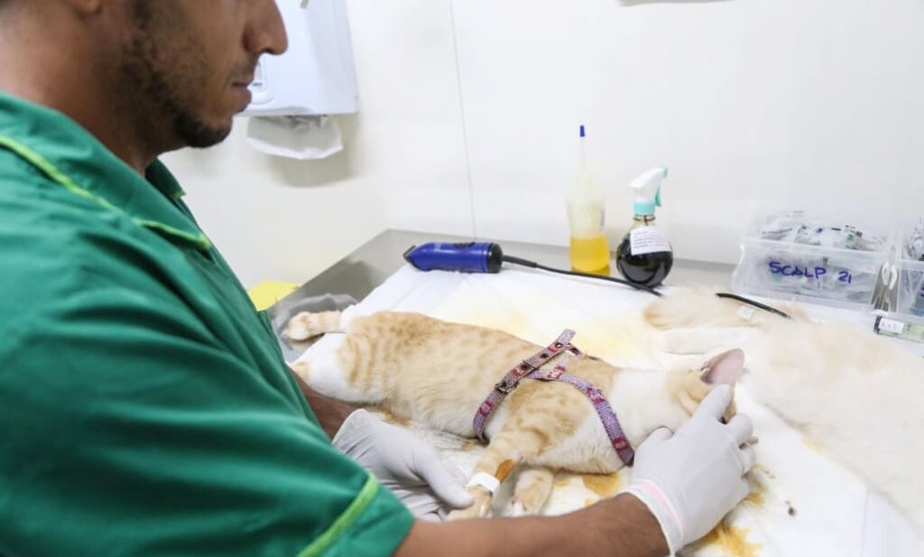 Salvador ofertará 3 mil vagas mensais para castração de cães e gatos