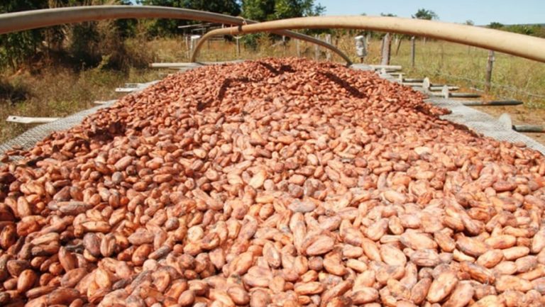 Cacau produzido na Bahia concorre a título de melhor amêndoa do mundo