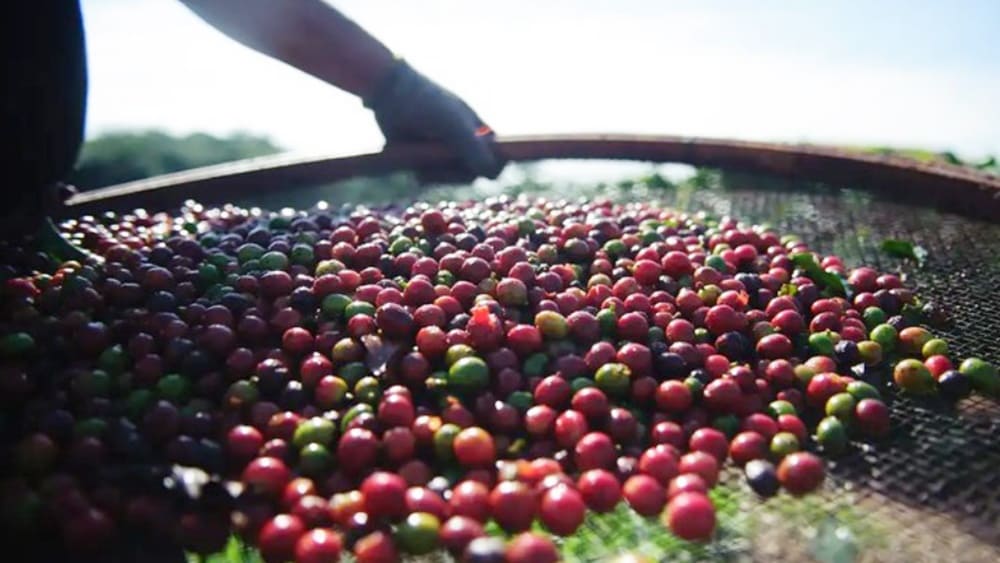 Safra de café deve crescer 5,5% em 2024 em relação ao ano anterior