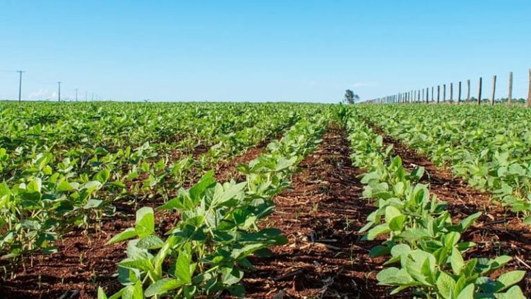 Safra de grãos na Bahia teve aumento de 6,9% em 2023