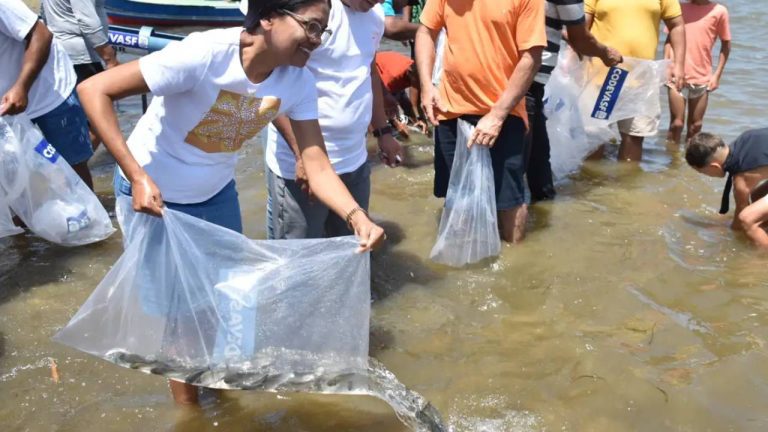 repovoamento peixamento rio sao francisco