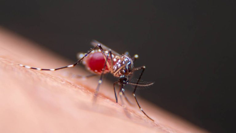 Aedes Aegpty