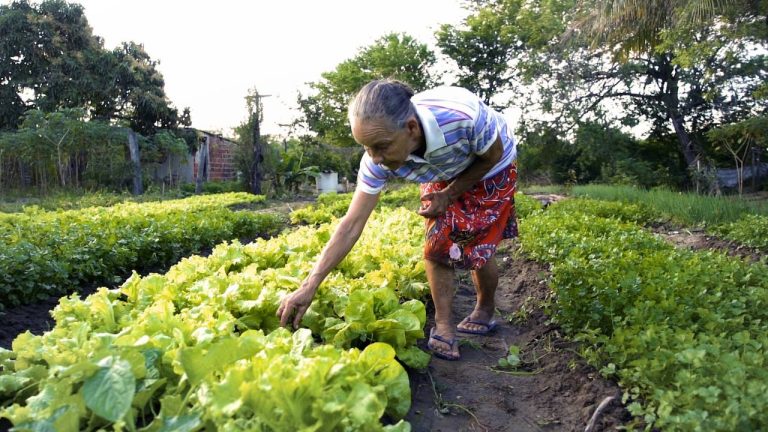 Agricultura familiar - Grantia Safra