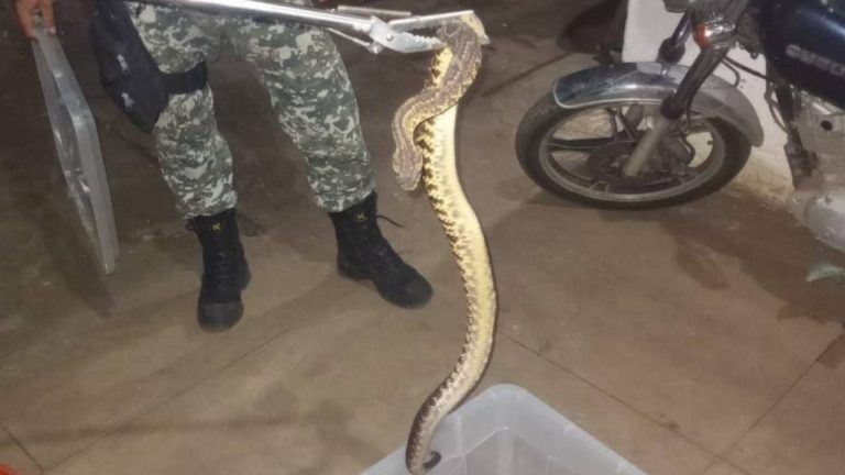 Mais de 40 animais silvestres foram resgatados em Vitória da Conquista nas últimas semanas