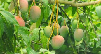 Fruticultura baiana se destaca no cenário nacional e movimenta R$ 1.3 bilhão em exportações