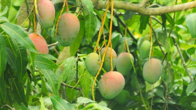 Fruticultura baiana se destaca no cenário nacional e movimenta R$ 1.3 bilhão em exportações