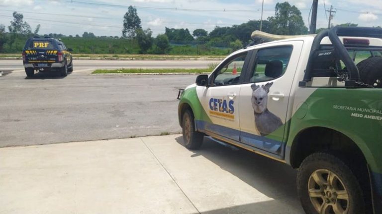Aves silvestres ameaçadas de extinção foram resgatadas pela PRF em Vitória da Conquista