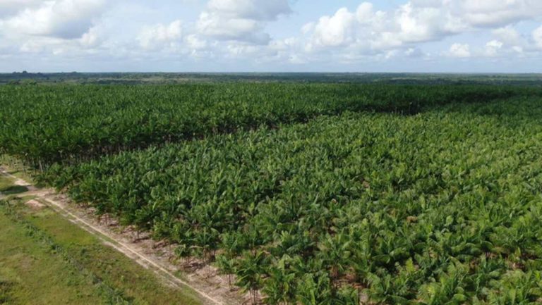 Mapa divulgou primeiro Zoneamento Agrícola de Risco Climático do açaí